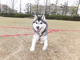 走りましょ♪