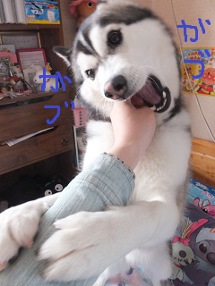 手をガブガブ
