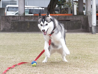 市役所公園
