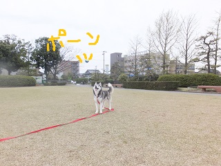 ボールぽーん
