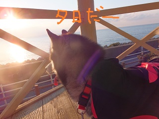 夕日だぁ~