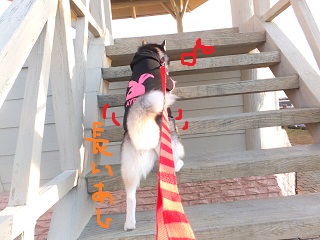 長い脚