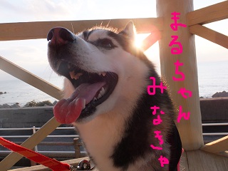 まるちゃん見なきゃ