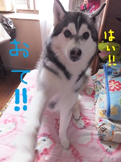 お手!!