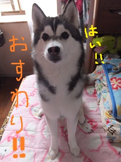 お座り!!