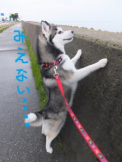 見えない・・・