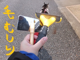 毛むしり