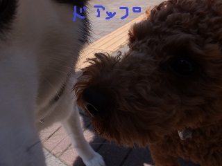 ドアップ