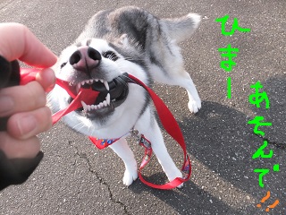 暇ー遊んで!!