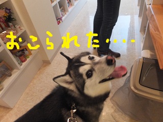 怒られた・・・