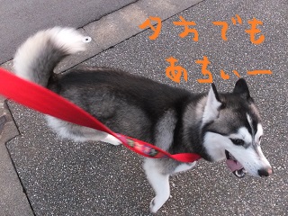 夕方でもあちぃーー