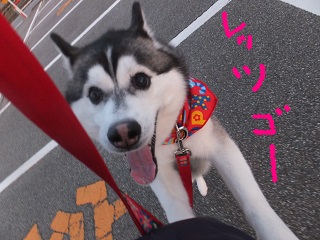 夕方のお散歩レッツゴー