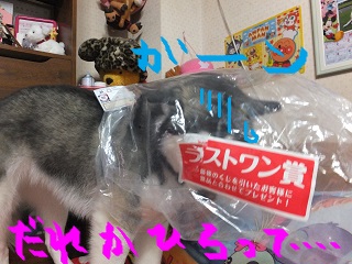 誰か拾って・・・