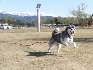 暑くても走ります