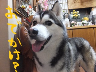 お出かけ?