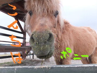 ポニー
