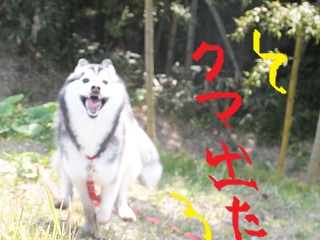 クマ出た!!