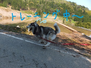 トレーニング中