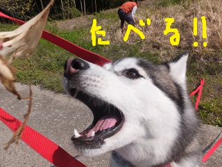 食べる!!