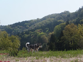 野犬