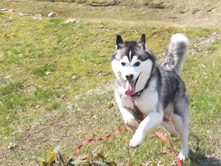 野犬猛ダッシュ