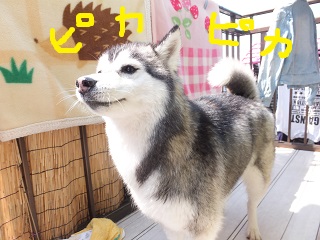 ピカピカ