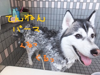 天然パーマ
