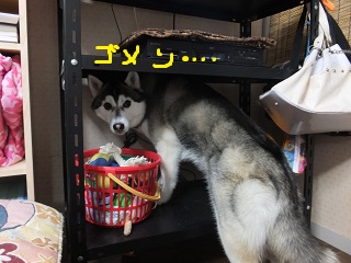 ゴメン・・・・