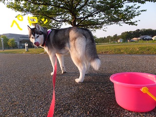ぺろっ