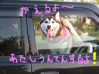あたし運転するよ