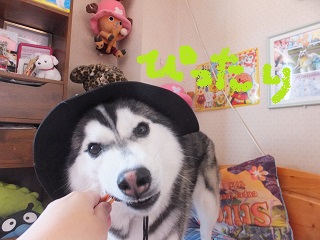 ピッタリ