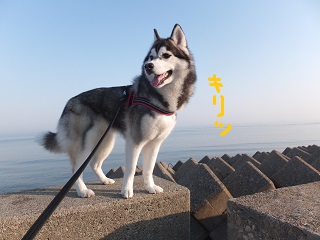 きりっ