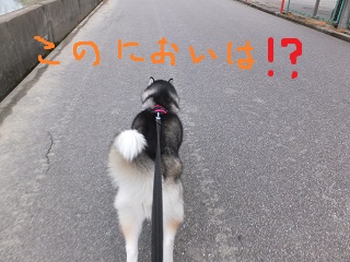 この匂いは!?