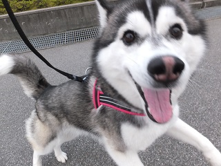 じゃれながら散歩