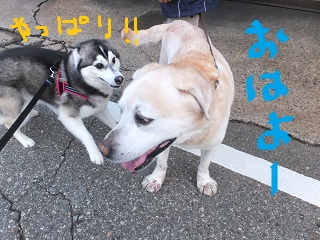 やっぱり!!おはよ