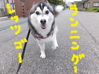 ランニングレッツゴー