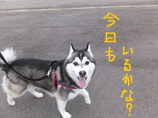 今日もいるかな?