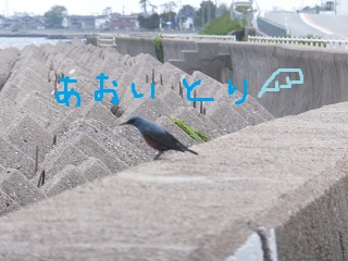 青い鳥