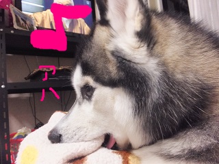 知らん顔でちゅっちゅ