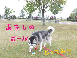 あたしのボール!!
