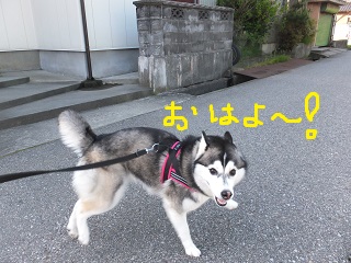 おはよー今日は遅めの散歩