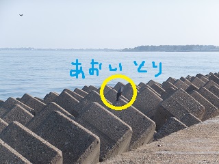 またもや青い鳥