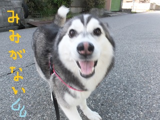 耳がない・・・
