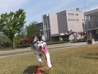 お姉ちゃんに突進
