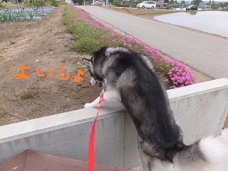 よいしょ