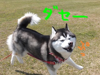 ダセー