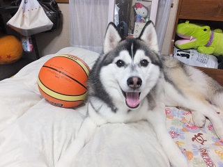 バスケットボール