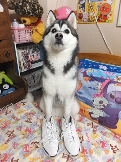 バッシュをはいた犬