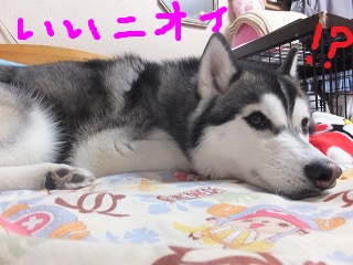 いい匂い