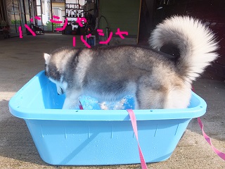 ばしゃばしゃ